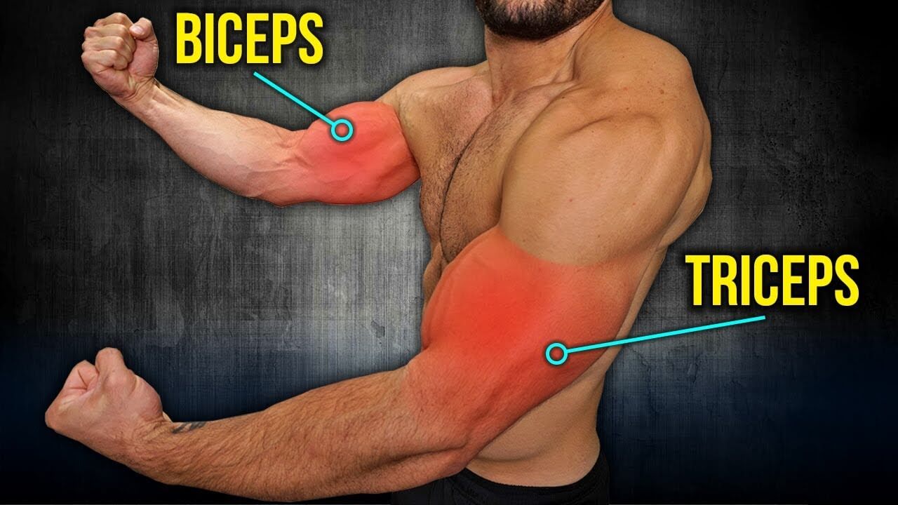 Bicep Vs Triceps